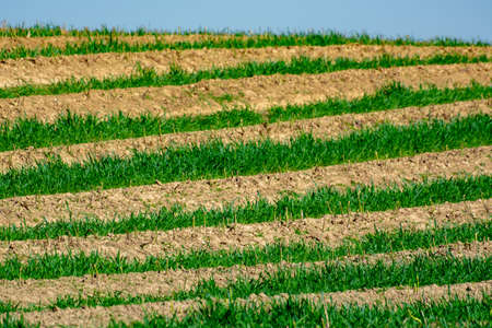 Harvesting of green asparagus on field with rows of ripe organic asparagus vegetables, farming in...