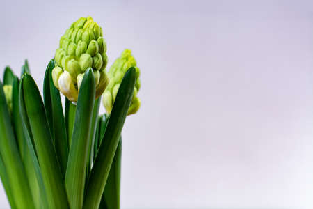 Garden works in spring, young white Dutch hyacinth flowers close up