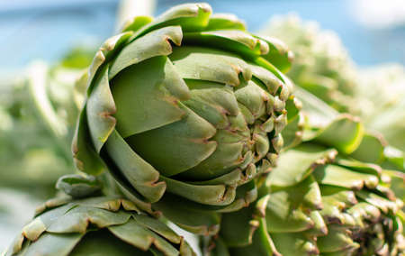 Bunch of fresh raw artichokes heads from artichoke plantation, new harvest in Argolida, Greece, ready to cookの写真素材