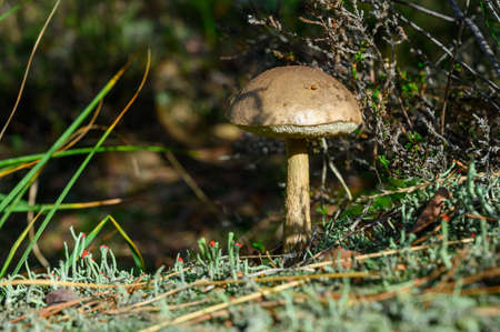 Forest mushrooms growing in Kempen forest, North Brabant, Netherlands close up