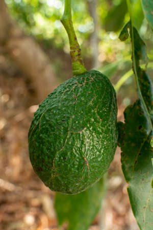 Cultivation on farms of tasty hass avocado trees, organic avocado plantations in Costa Tropical,...