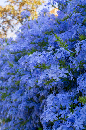Summer blossom of blue plumbago flowers, nature backgroundの写真素材