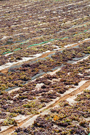 Traditional drying of sweet wine pedro ximenez grapes under hot sun on fields in Montilla-Moriles wine region, Andalusia, Spainの写真素材