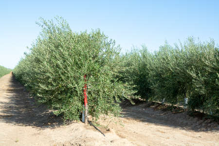 Many olive trees growing on plantations in rows in Andalusia near Cordoba, Spain, olive oil productionの写真素材