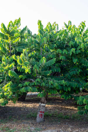 Plantations of cherimoya custard apple fruits in Granada-Malaga Tropical Coast subtropical region,...