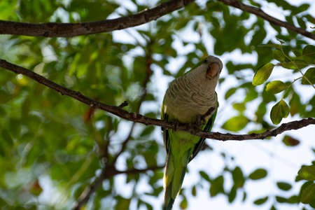 Little green parrot sits on tree and eats cookies, nature life backgroundの写真素材