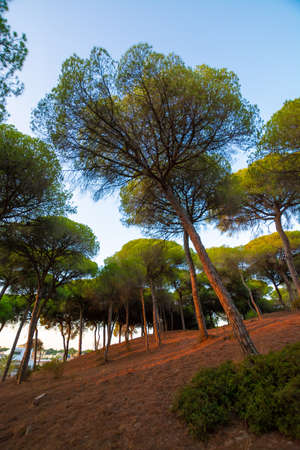 Pine trees forest growing on sandy dunes in Andalusia near Atlantic ocean coast on sunsetの写真素材