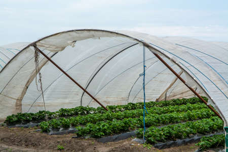 Green houses constructions on strawberry fields, strawberry plants in rows growing on  farm on soilの写真素材