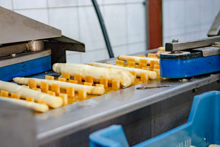 Industrial processing of organic white asparagus vegetable on agricultural farm in Netherlands,...
