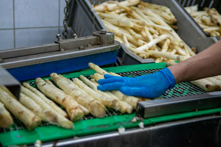 Industrial processing of organic white asparagus vegetable on agricultural farm in Netherlands, washing, peeling, sorting and packing for deliveryの写真素材