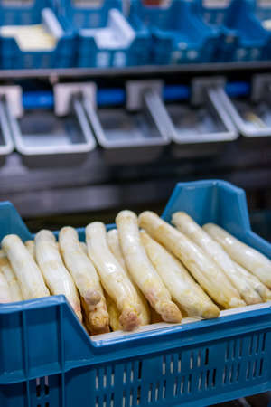 Industrial processing of organic white asparagus vegetable on agricultural farm in Netherlands, washing, peeling, sorting and packing for deliveryの写真素材
