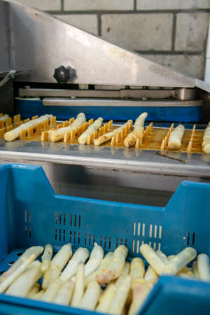 Industrial processing of organic white asparagus vegetable on agricultural farm in Netherlands,...