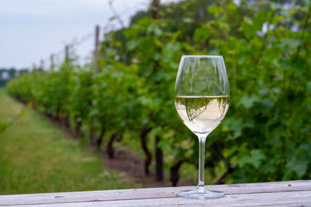 Tasting of white wine on Dutch vineyard in North Brabant, wine production in Netherlandsの写真素材