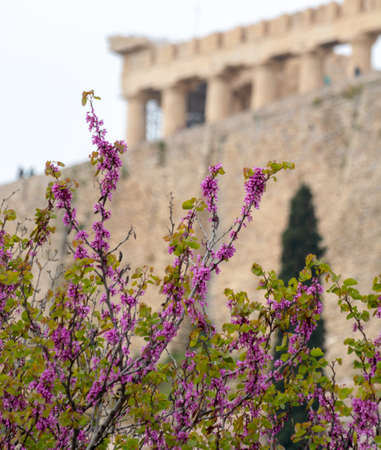 View on Acropolis hill in Athens from spring garden with blossoming treesの写真素材