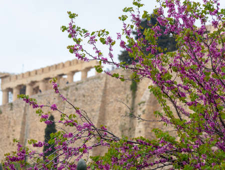 View on Acropolis hill in Athens from spring garden with blossoming treesの写真素材