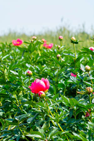 Green nature background with blossoming pink peony flowers on farmers fieldの写真素材