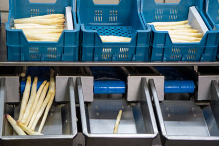 Industrial processing of organic white asparagus vegetable on agricultural farm in Netherlands,...