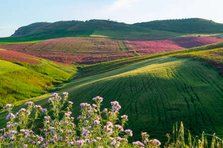 Landscape with red blossom of honey flowers sulla on pastures and  green wheat fields on hills of...