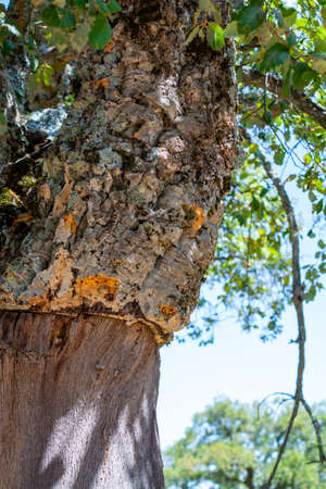 Peeled cork oak, primary source of cork for wine bottle stoppers and other uses in Andalusia, Spainの写真素材