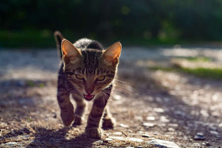 One small shorthair tabby kitten walking in garden in sunlights