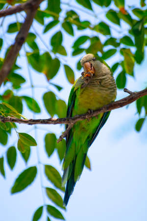Little green parrot sits on tree and eats cookies, nature life backgroundの写真素材