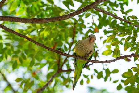 Little green parrot sits on tree and eats cookies, nature life background