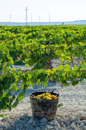 Bucket with new harvest of ripe white grape growing on special light soil in Andalusia, Spain, sweet pedro ximenez or muscat, or palomino grape ready to harvest, used for production of jerez, sherry sweet and dry winesの写真素材
