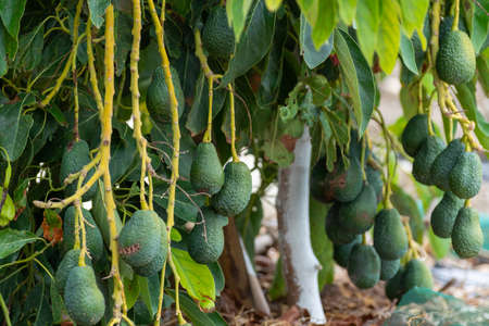 Cultivation on farms of tasty hass avocado trees, organic avocado plantations in Costa Tropical, Andalusia, Spainの写真素材