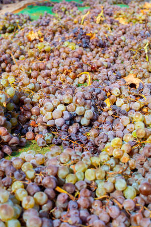 Traditional drying of sweet wine pedro ximenez grapes under hot sun on fields in Montilla-Moriles wine region, Andalusia, Spainの写真素材
