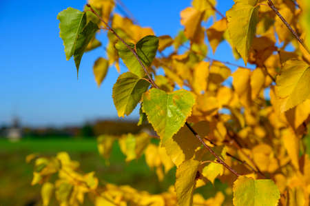 Golden yellow leaves of birch tree in sunny autumn day and blue sky