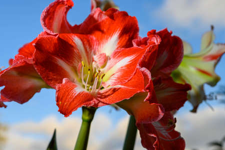 Winter flower big red and white Hippeastrum amaryllis close up and blue skyの写真素材
