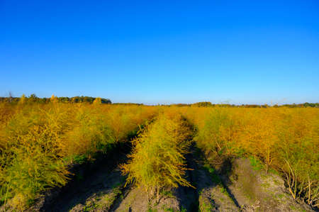 Growing cycle of white asparagus plants on farmers fields, autumn season in North Brabant, Netherlandsの写真素材