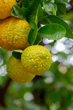 Citrus fruits of sour orange bergamot riping on  thee close upの写真素材