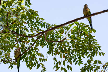 Little green parrot sits on tree and eats cookies, nature life backgroundの写真素材