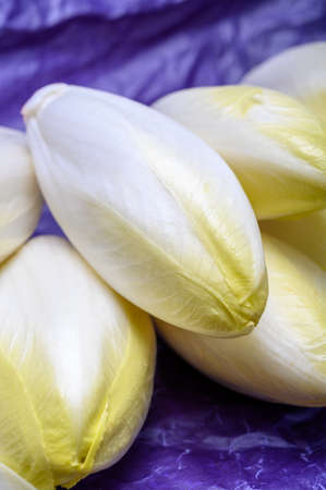 Fresh white belgian endive or chicory salad heads close up