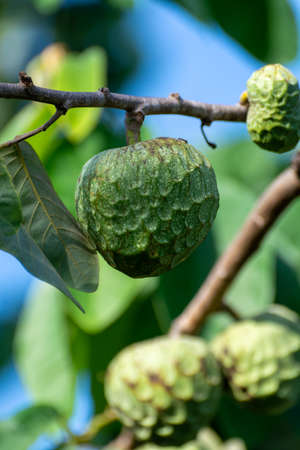 Plantations of cherimoya custard apple fruits in Granada-Malaga Tropical Coast subtropical region, Andalusia, Spain, green cherimoya growing on treeの写真素材