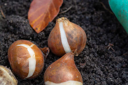 Autumn garden works, shovel and spring flowers bulbs ready for planting, tulips and yellow daffodilsの写真素材