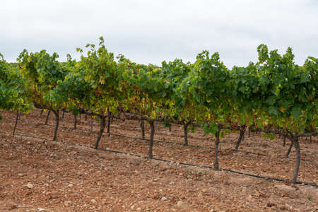 Landscape with famous sweet sherry wine pedro ximenez grape vineyards in Montilla-Moriles region, Andalusia, Spain, near town Montemayorの写真素材