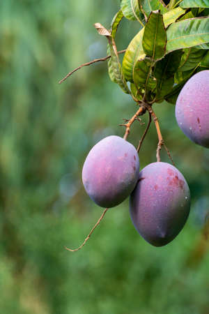 Cultivation of exotic sweet fruit mango in subtropical Malaga-Granada tropical coast region, Andalusia, Spain, ripe big mango fruits in treeの写真素材