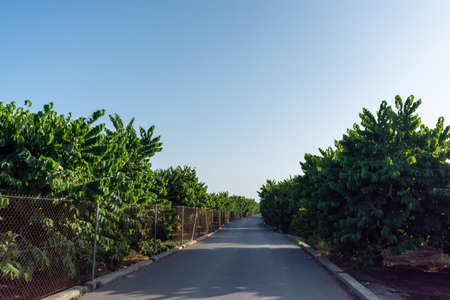 Plantations of cherimoya custard apple fruits in Granada-Malaga Tropical Coast subtropical region, Andalusia, Spain, green cherimoya growing on treeの写真素材
