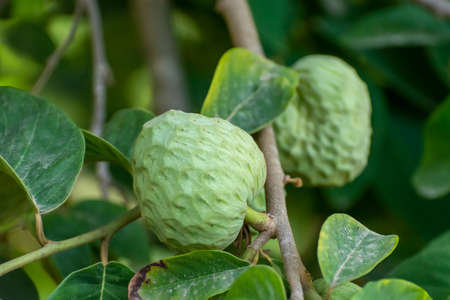 Plantations of cherimoya custard apple fruits in Granada-Malaga Tropical Coast subtropical region, Andalusia, Spain, green cherimoya growing on treeの写真素材