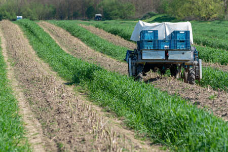 Worker in harvesting machine, green asparagus harvest on field with rows of ripe organic asparagus vegetables, farming in Belgiumの写真素材