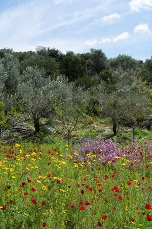 Spring colorful floral background, meadow with blossoming of wild and red poppy flowers, Peloponnese in april, Greeceの写真素材