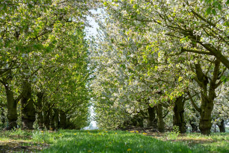 Spring blossom of cherry trees in orchard, fruit region Haspengouw in Belgium, nature landscapeの写真素材