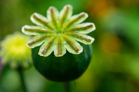 Opium poppy flower seeds  capsule close upの写真素材