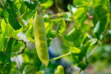 English garden peas plant, ripe yellow pod with shine through peas close up