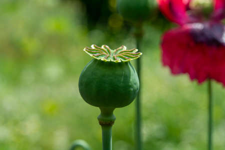 Opium poppy flower seeds  capsule close upの写真素材