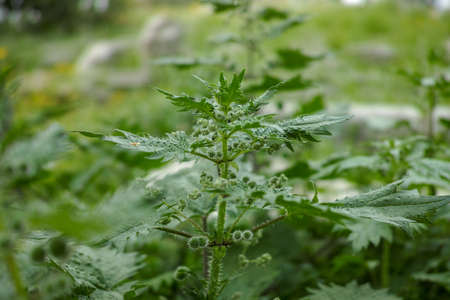 Urtica pilulifera or Roman nettle green plant flowering with small balls in spring season, botany backgroundの写真素材