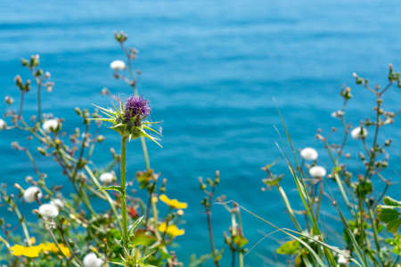 Spring colorful floral background, meadow with blossoming wild flowers and blue sea water, nature backgroundの写真素材