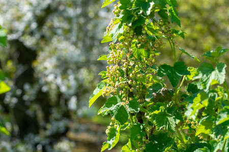 Blossom of red currant berries plant in springの写真素材